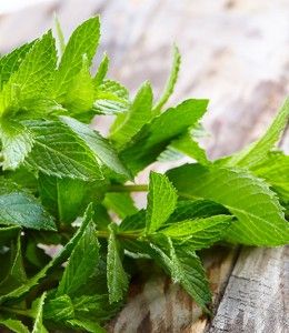 Torronalba MENTA VERDE, 3,5kg/vödör termék fő termékképe