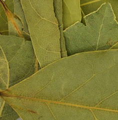 Chili Product Babérlevél egész termék fő termékképe